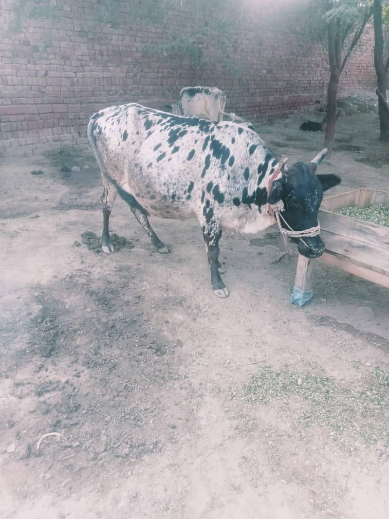 Vechur cattle 4
