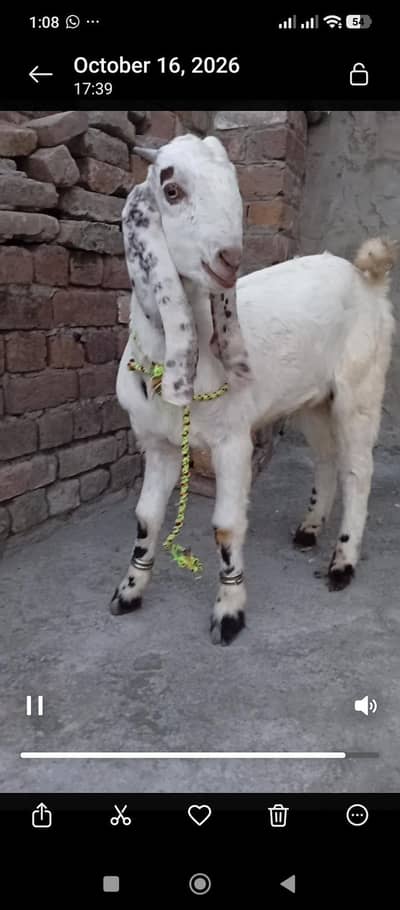 Goats pair