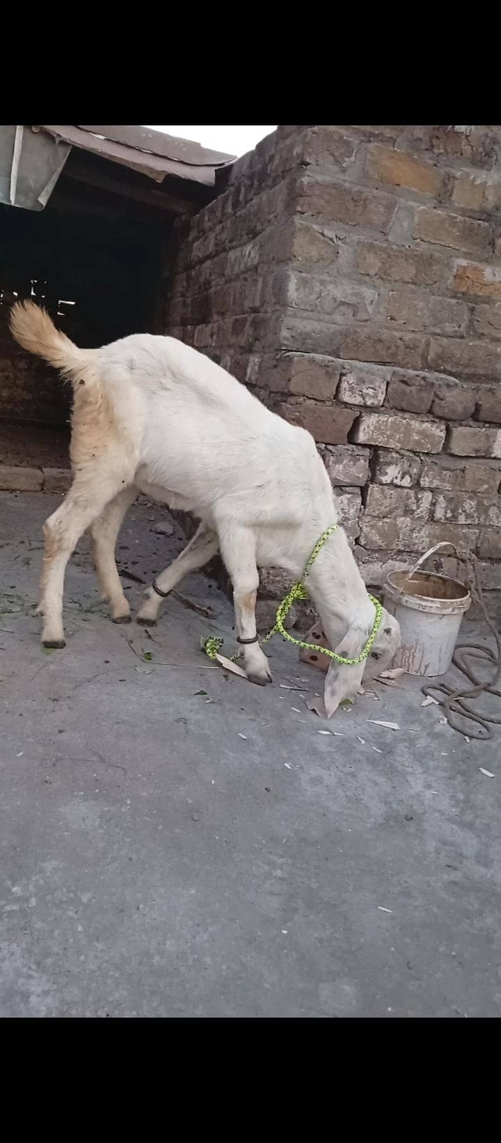 Goats pair 1