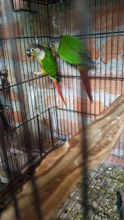 green chick conure breeder pair