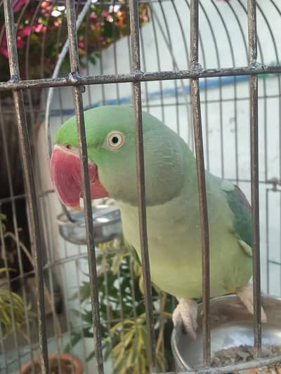 Raw female