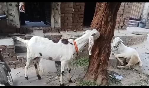 confarim gaban 2.5 month ki ultra sound kr ke