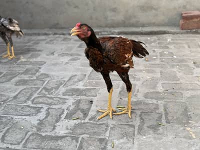 Healthy desi Aseel murgh pair for sale