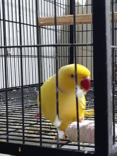 yellow ring neck breeder 3 to 4 years