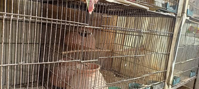 6 Portions Cage Birds