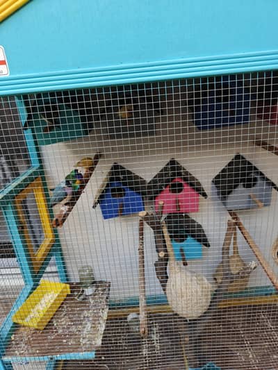 3 different breed if parrot