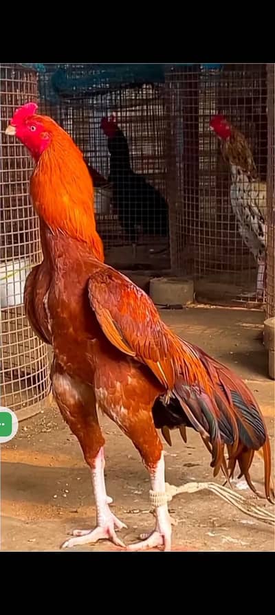 murgy buy krny ky liye call kry 03285830370