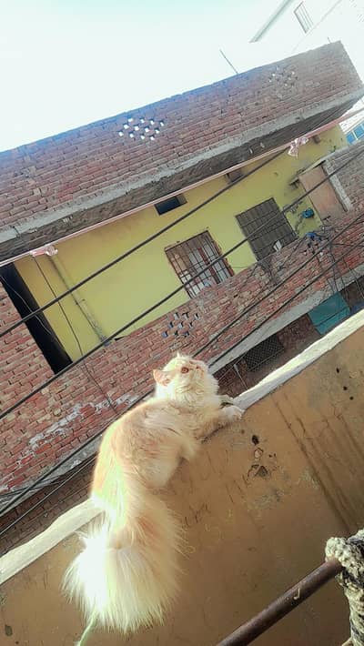 Persian cat for sale