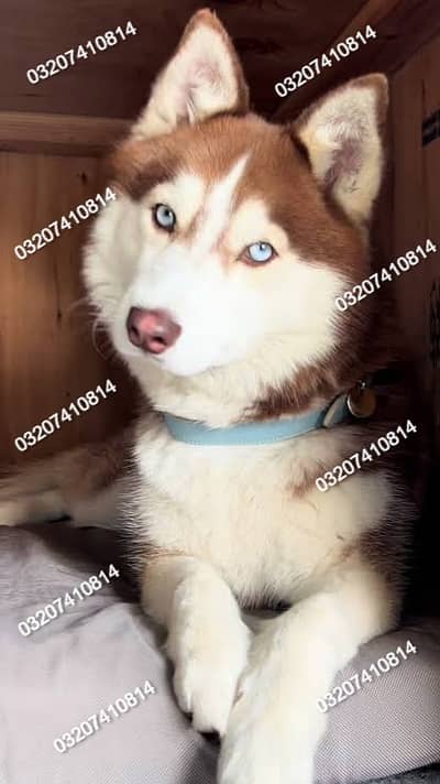 Husky feamle | odd eyes Husky female | Siberian Husky puppy /blue eyes