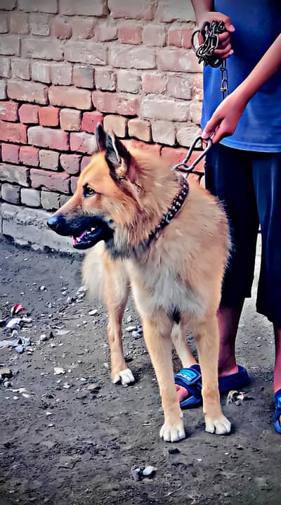 Belgian shepherd