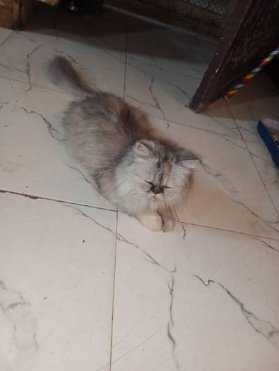 persai Queen +1kitten for sale