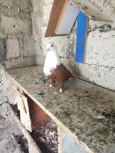 Brown other kabootar for sale