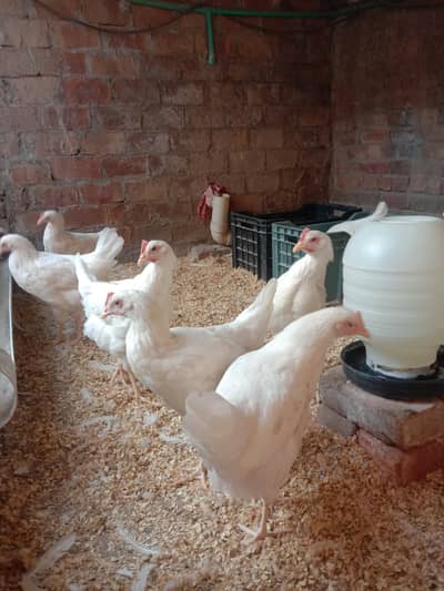 5 Sandy Hens + 1 Rooster for Sale – 4 Months Old – Lahore