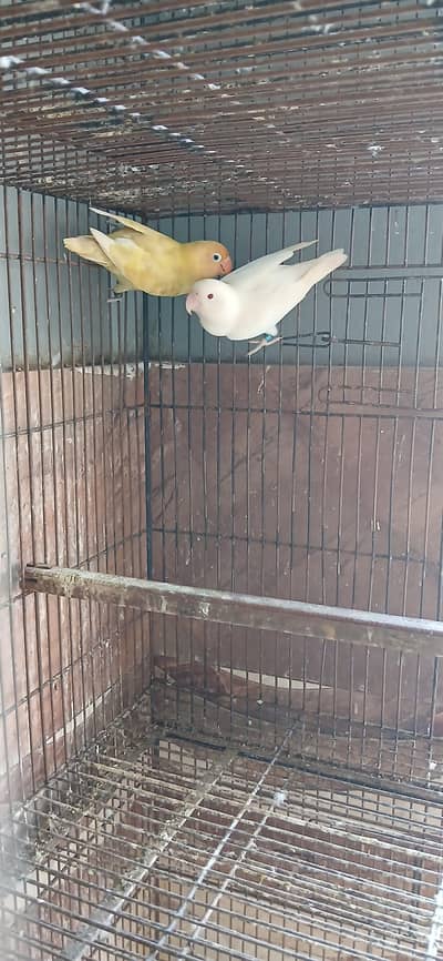Lovebird Breeder Pairs