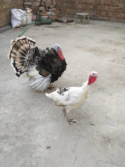 Turkey Bird