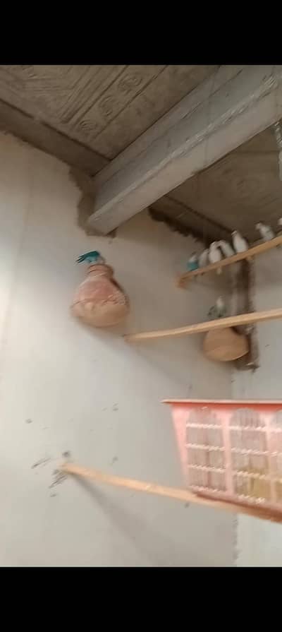 active and healthy birds 4 sell