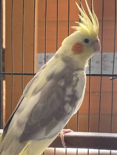 Common pied cocktail female for sale