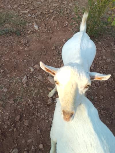 two male barbari teddy for sale