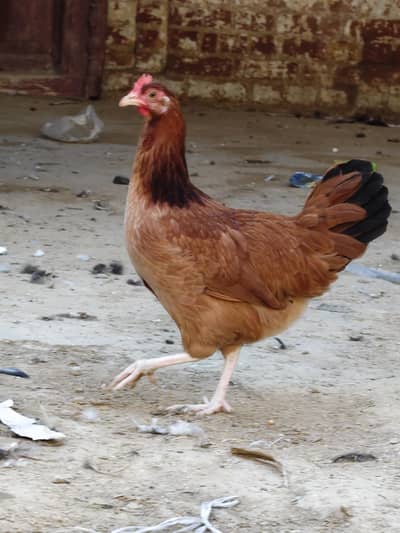 desi hen
