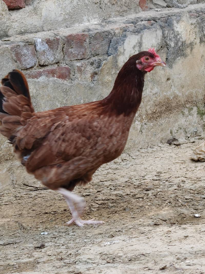 desi hen 1