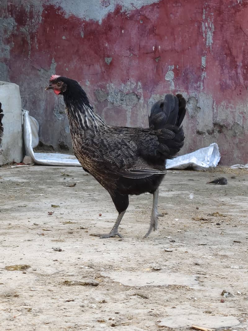 desi hen 2
