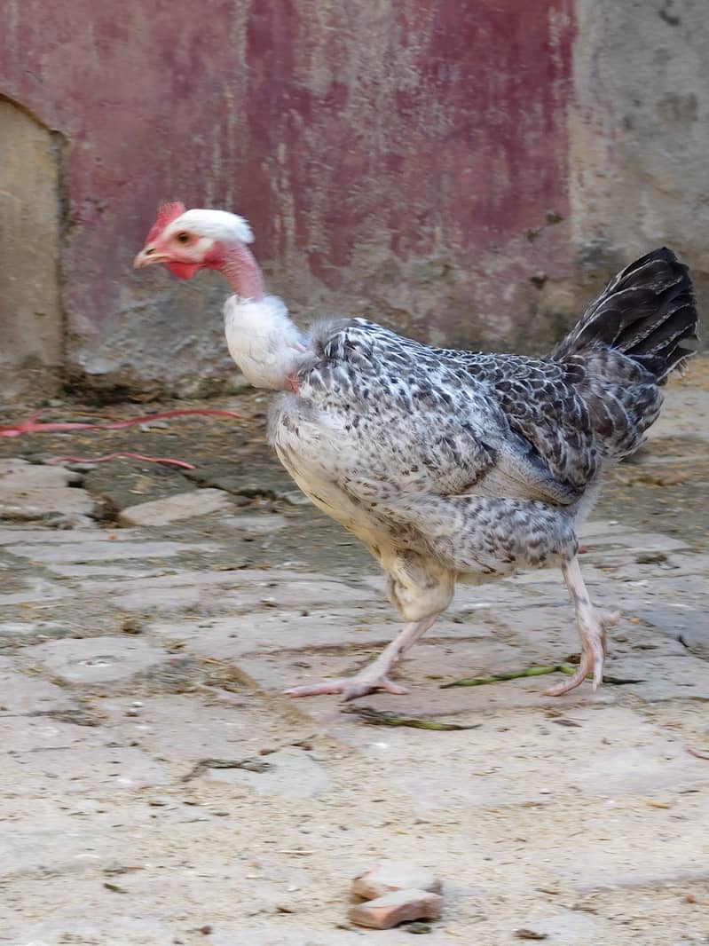 desi hen 3
