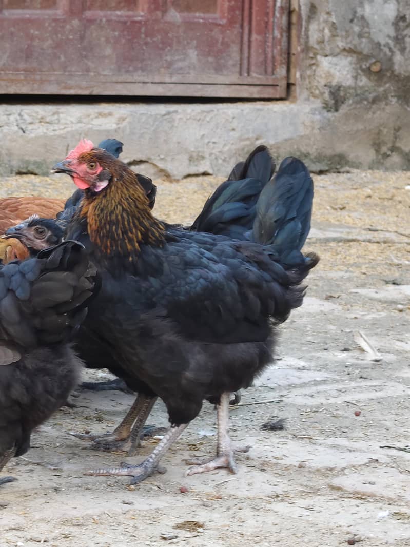 desi hen 4