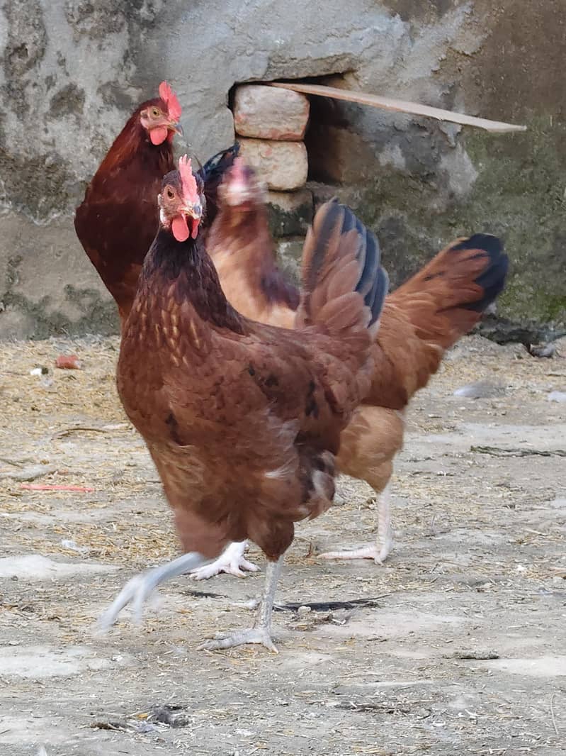 desi hen 5