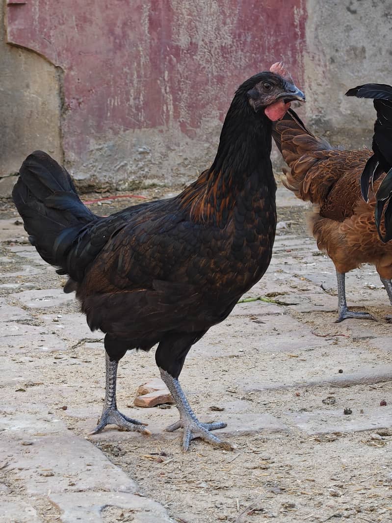 desi hen 6