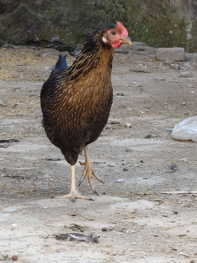 desi hen 7