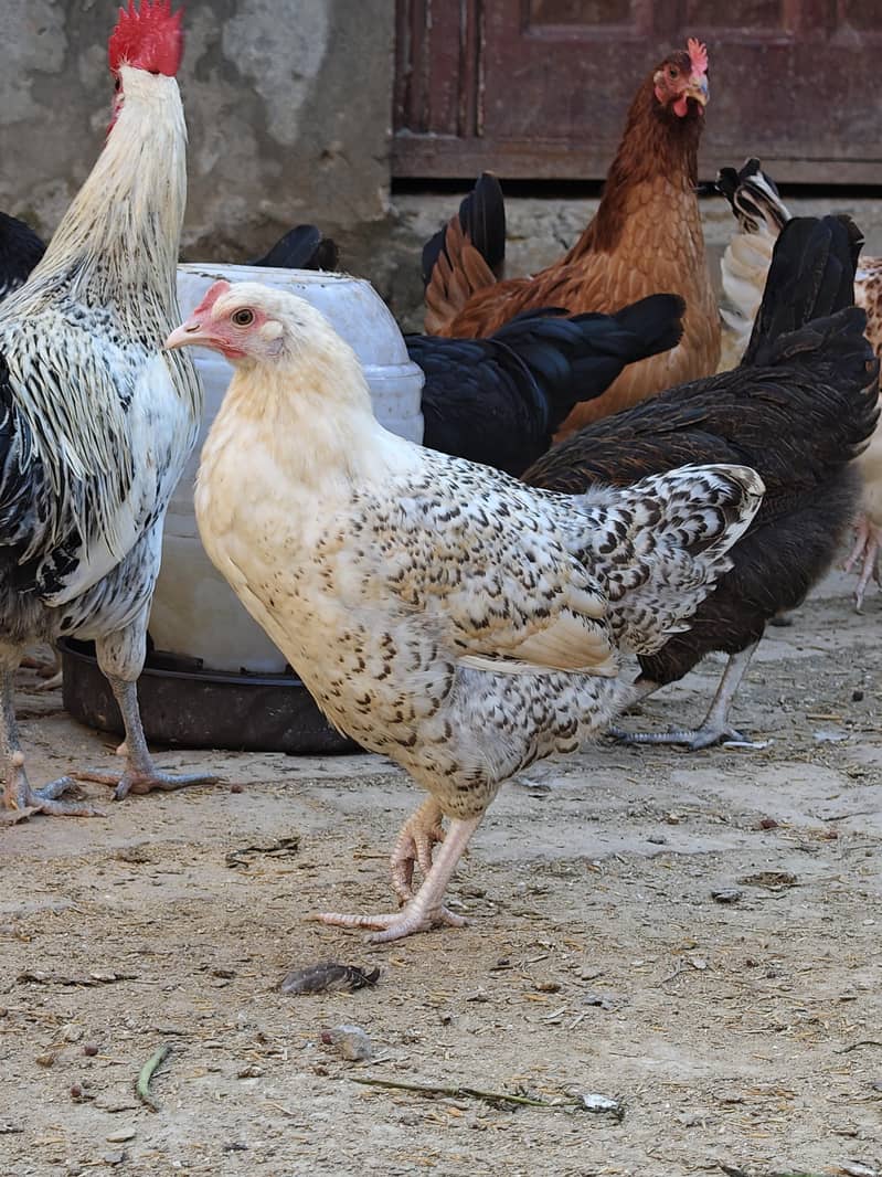 desi hen 8