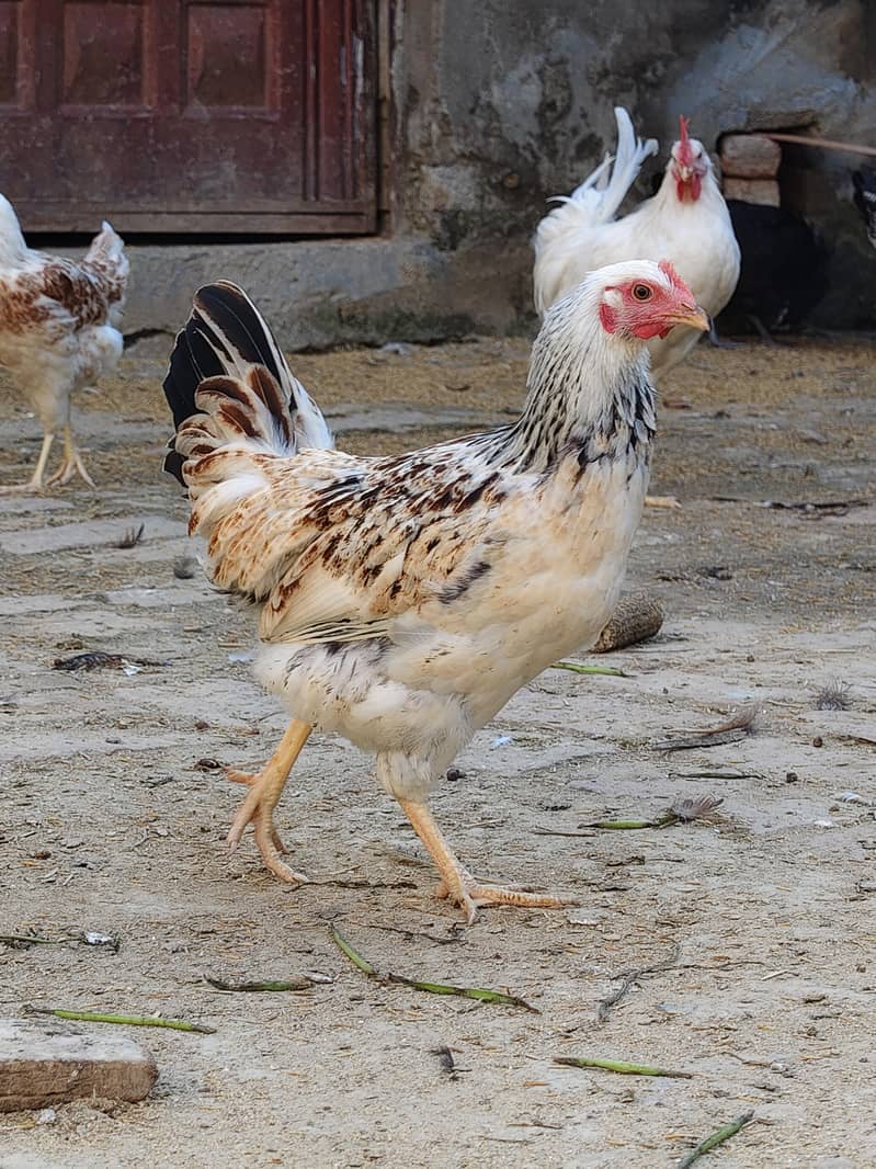 desi hen 9