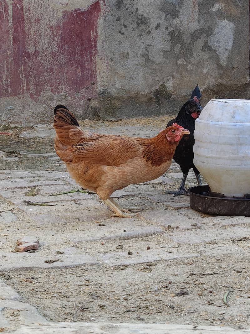 desi hen 10