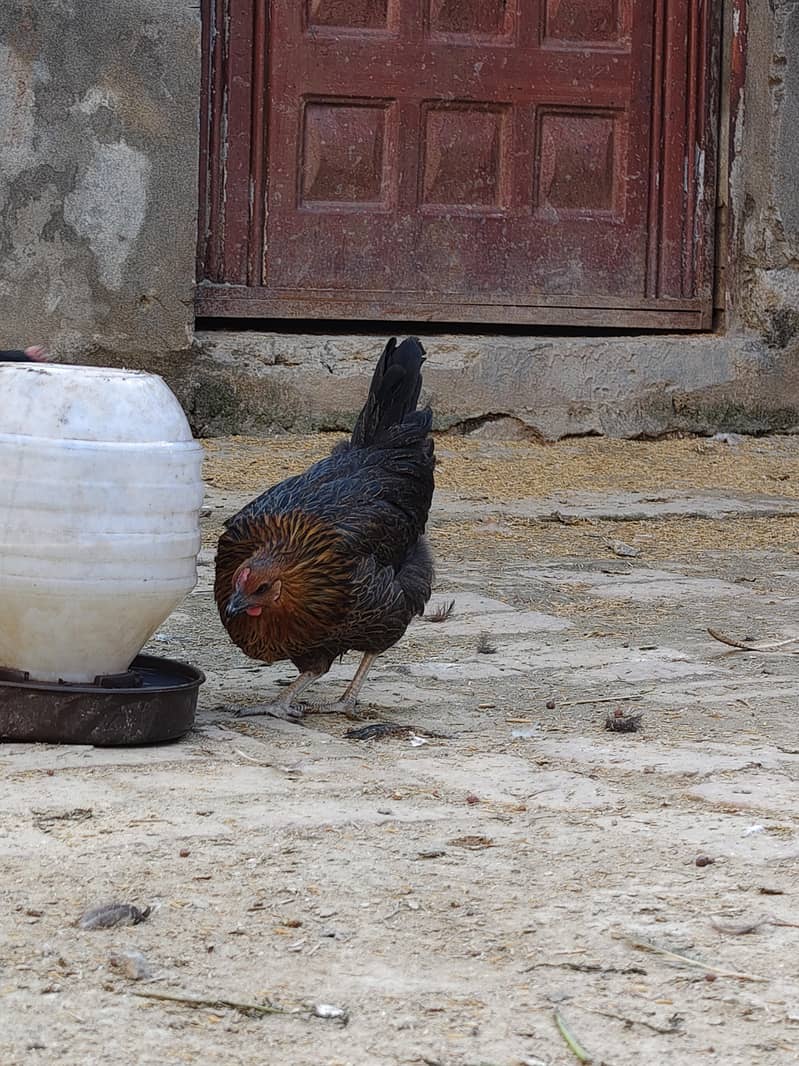 desi hen 11