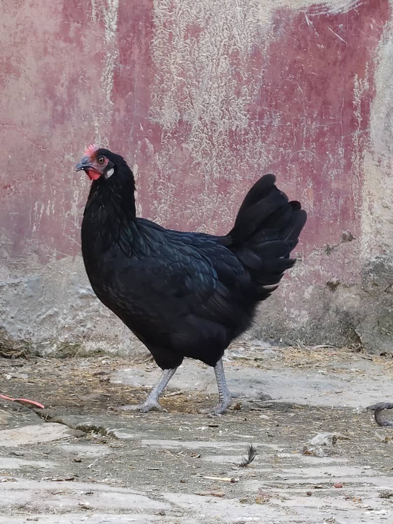 desi hen 12
