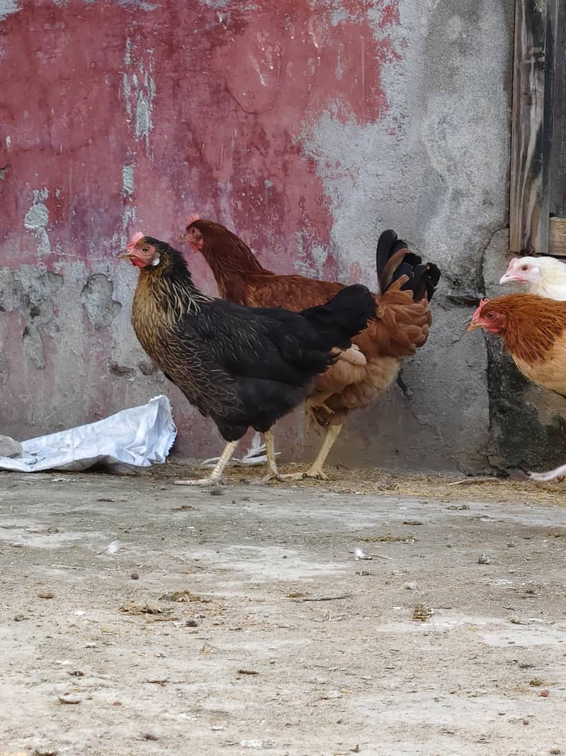 desi hen 13