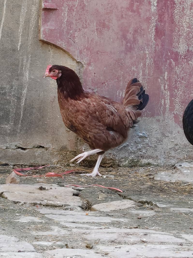 desi hen 14