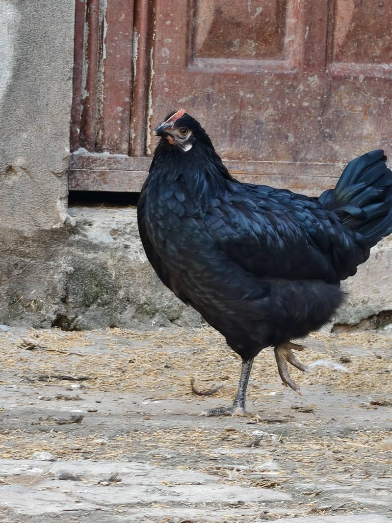 desi hen 15