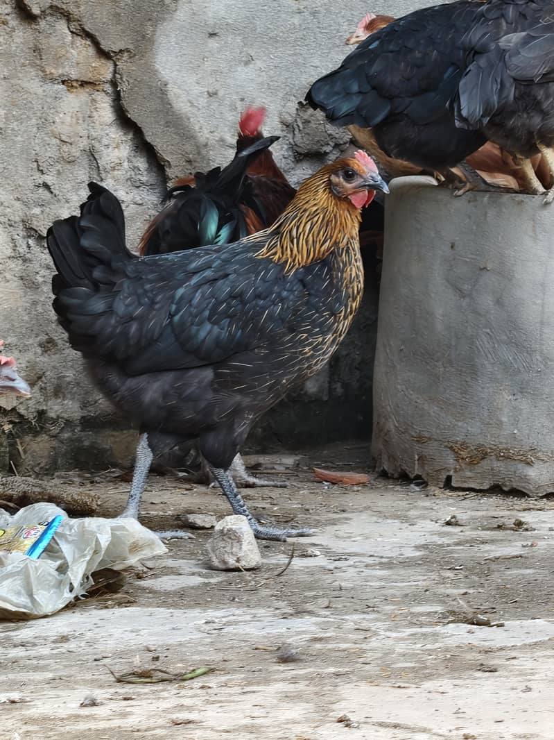 desi hen 16