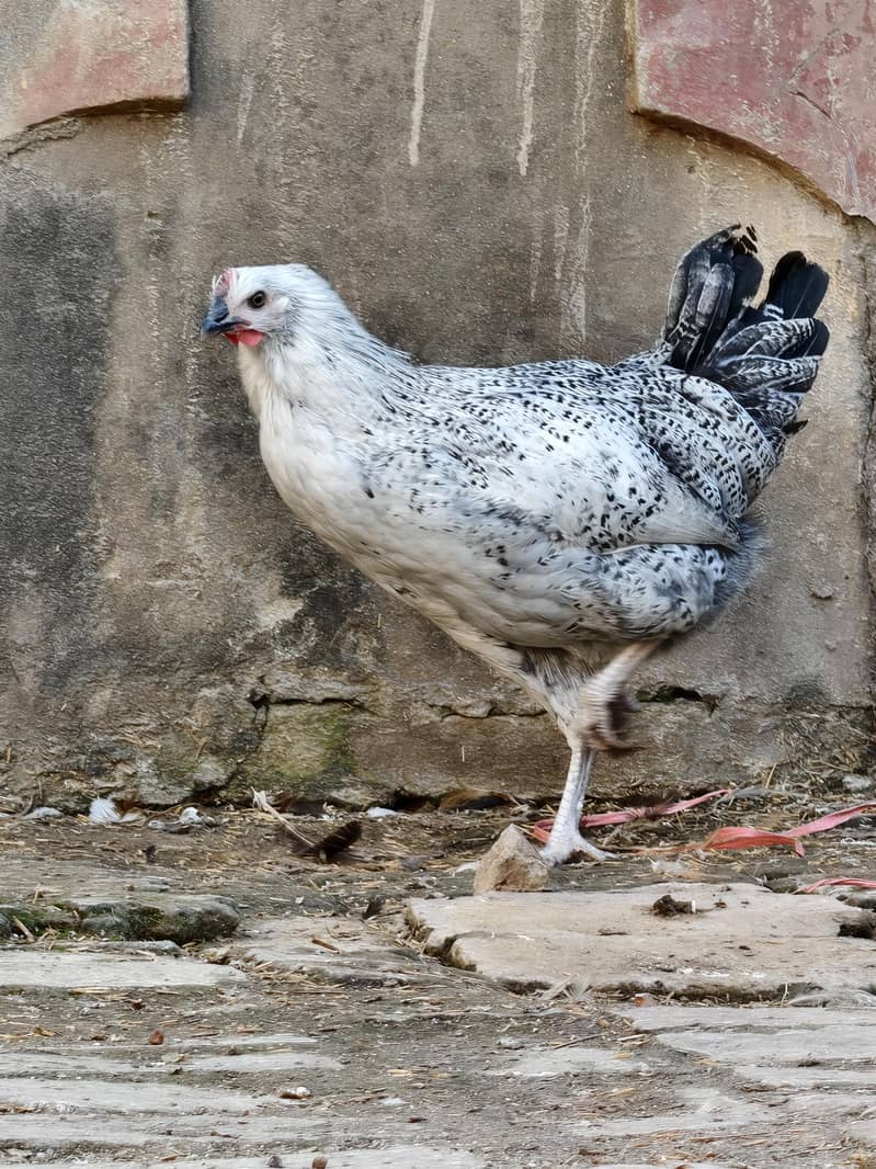 desi hen 17
