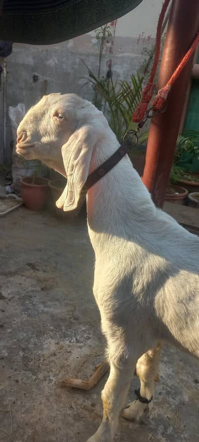 Pure Rajanpuri gulabi