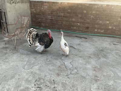 Turkey birds pair
