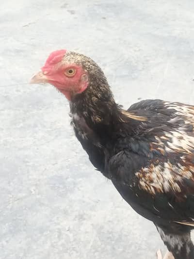 Aseel pair  for sale