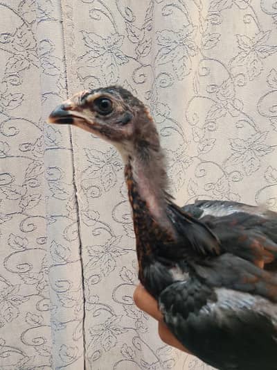 Pure Black Thai chicks for sale