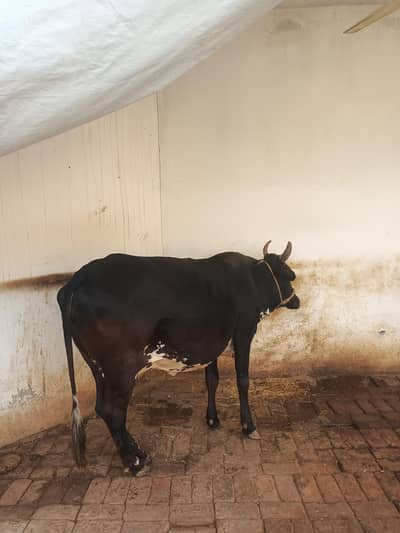 cow gadar