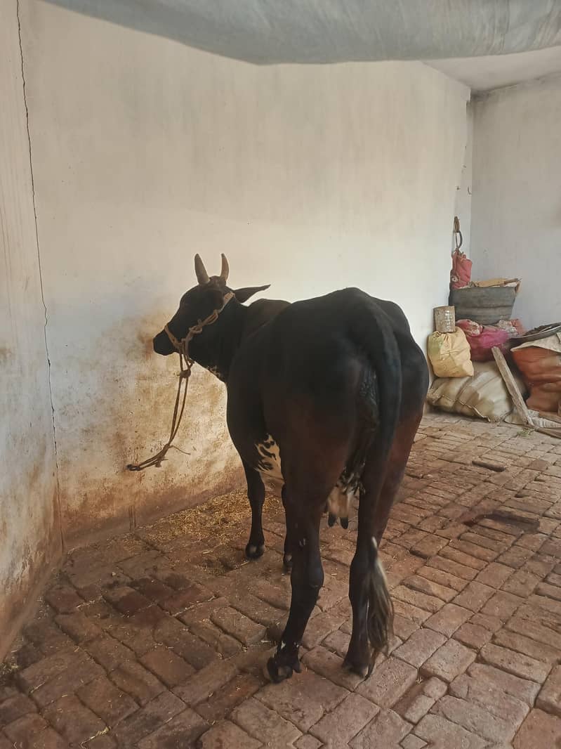 cow gadar 1
