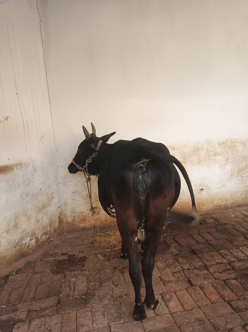 cow gadar 2