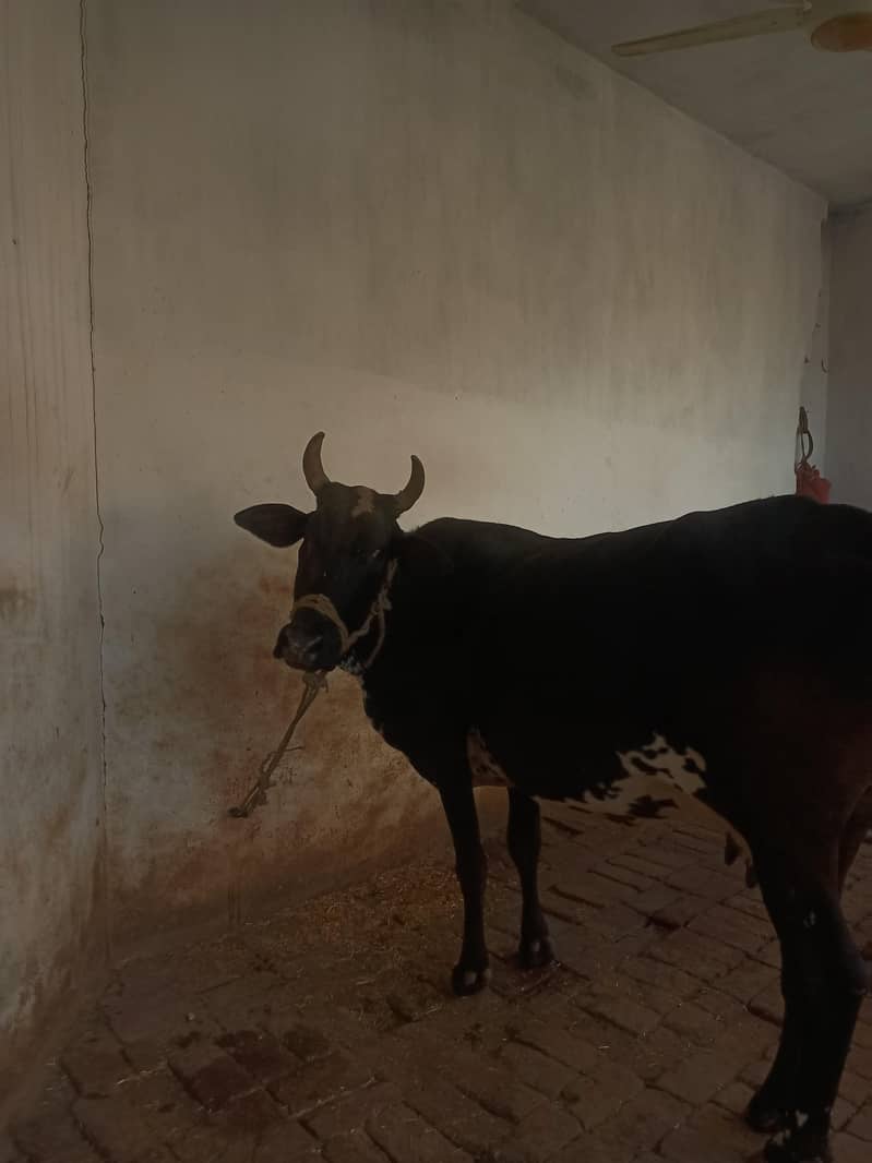 cow gadar 3