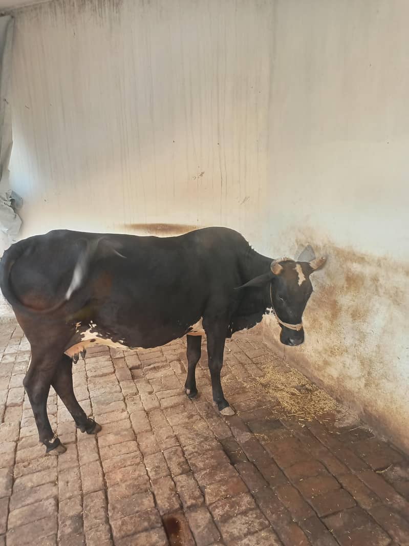 cow gadar 4
