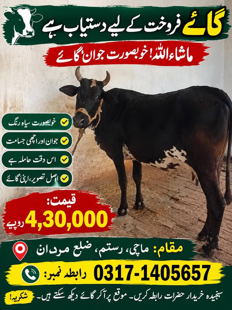 cow gadar 5